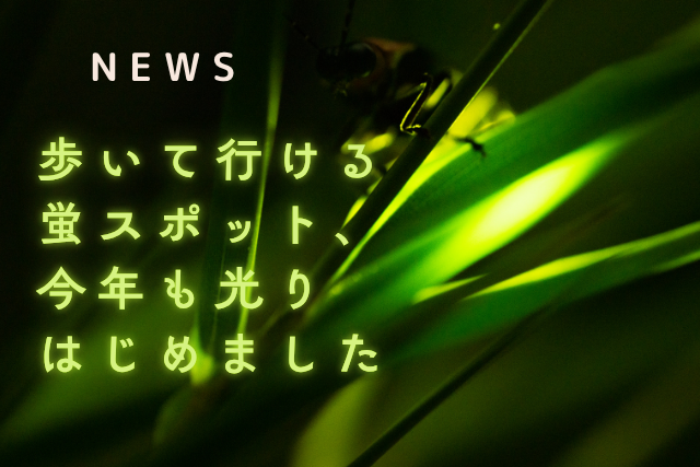 ランタン片手に、幻想のひととき
