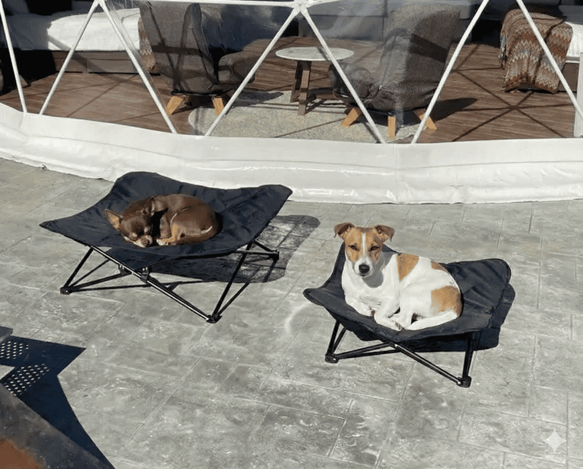 ペット旅の撮影